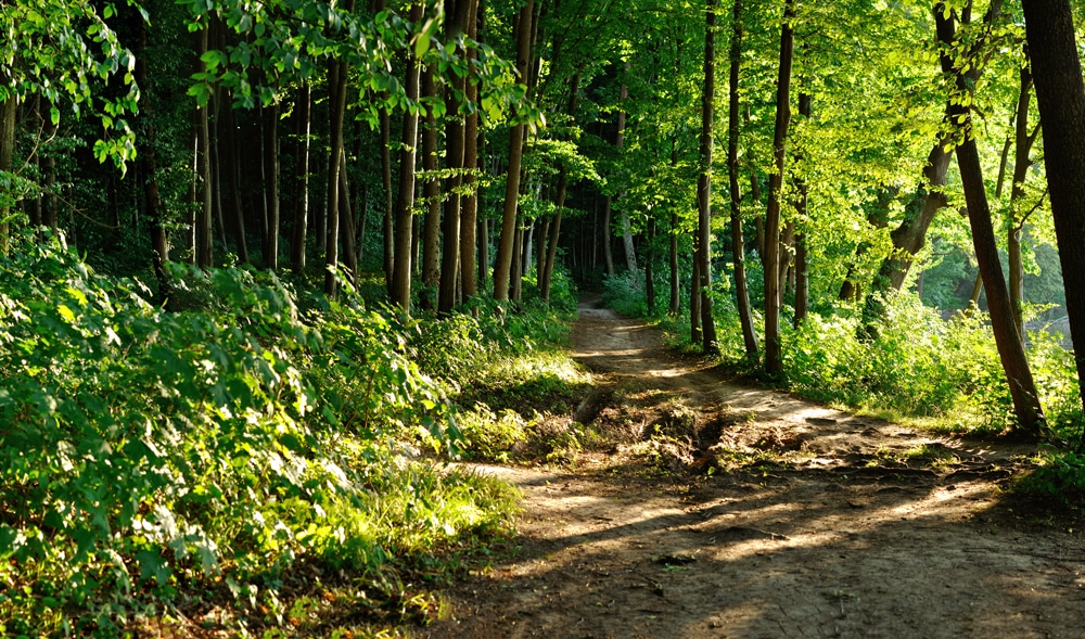 Exploring Nature: 7 Family-Friendly Hiking Trails in Northern Virginia