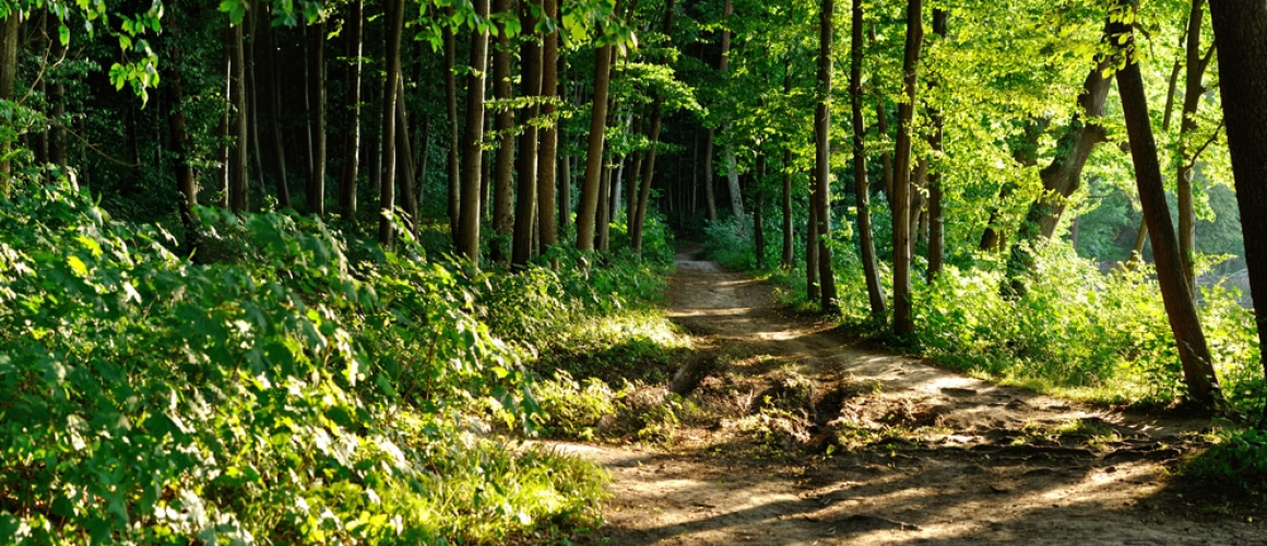 Exploring Nature: 7 Family-Friendly Hiking Trails in Northern Virginia